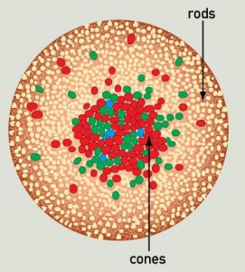 eye diagram of cones and rods